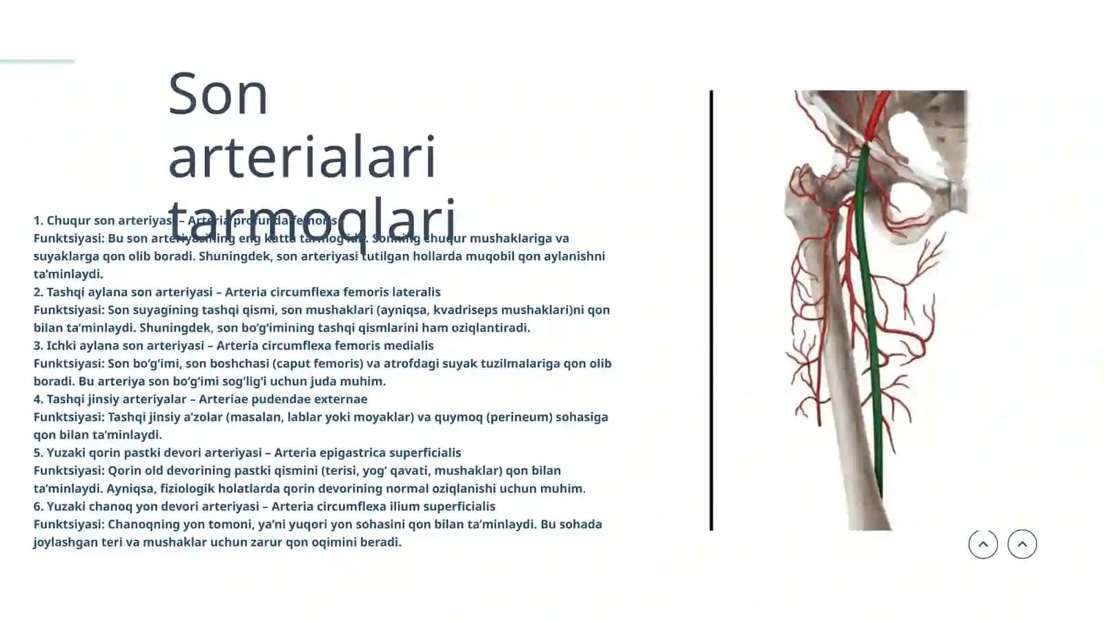 Oyoq Arteriyalari 3