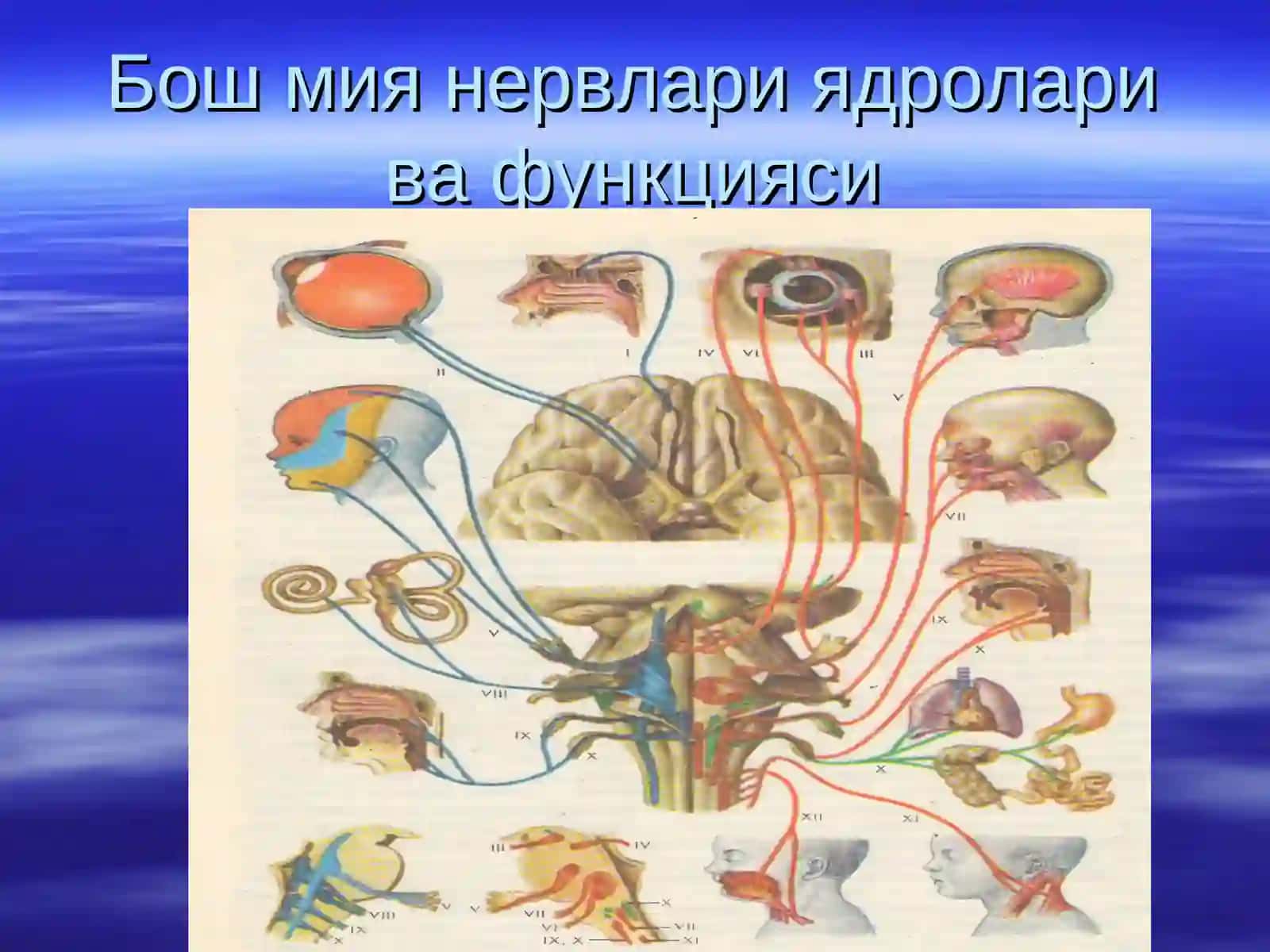 Бош мия нервлари ядролари ва функцияси 3