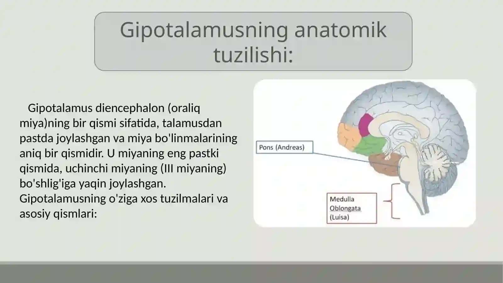 Gipotalamus 3