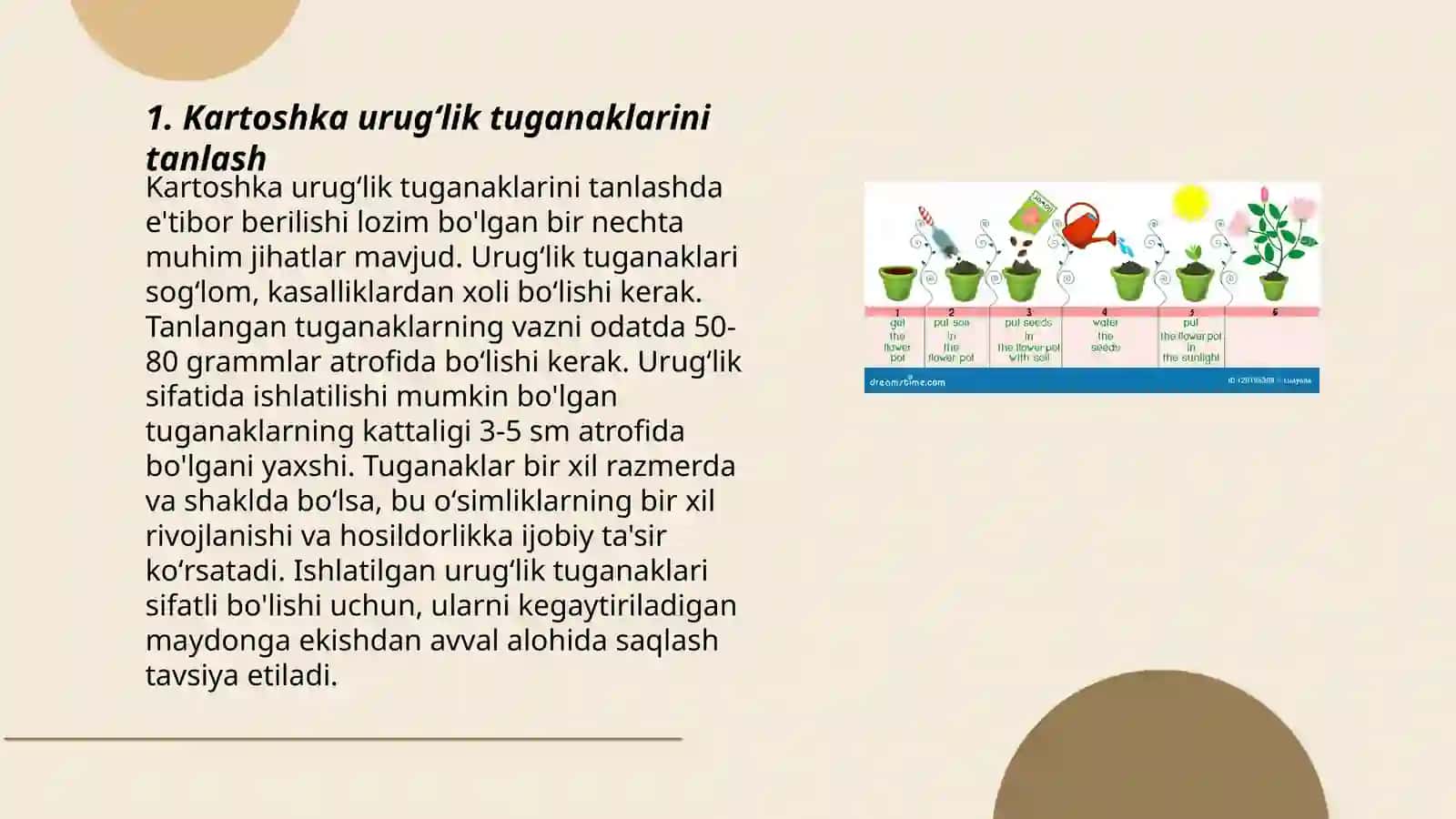 Kartoshka urugʻlik tuganaklarini ekishga tayyorlash texnologiyasi 3