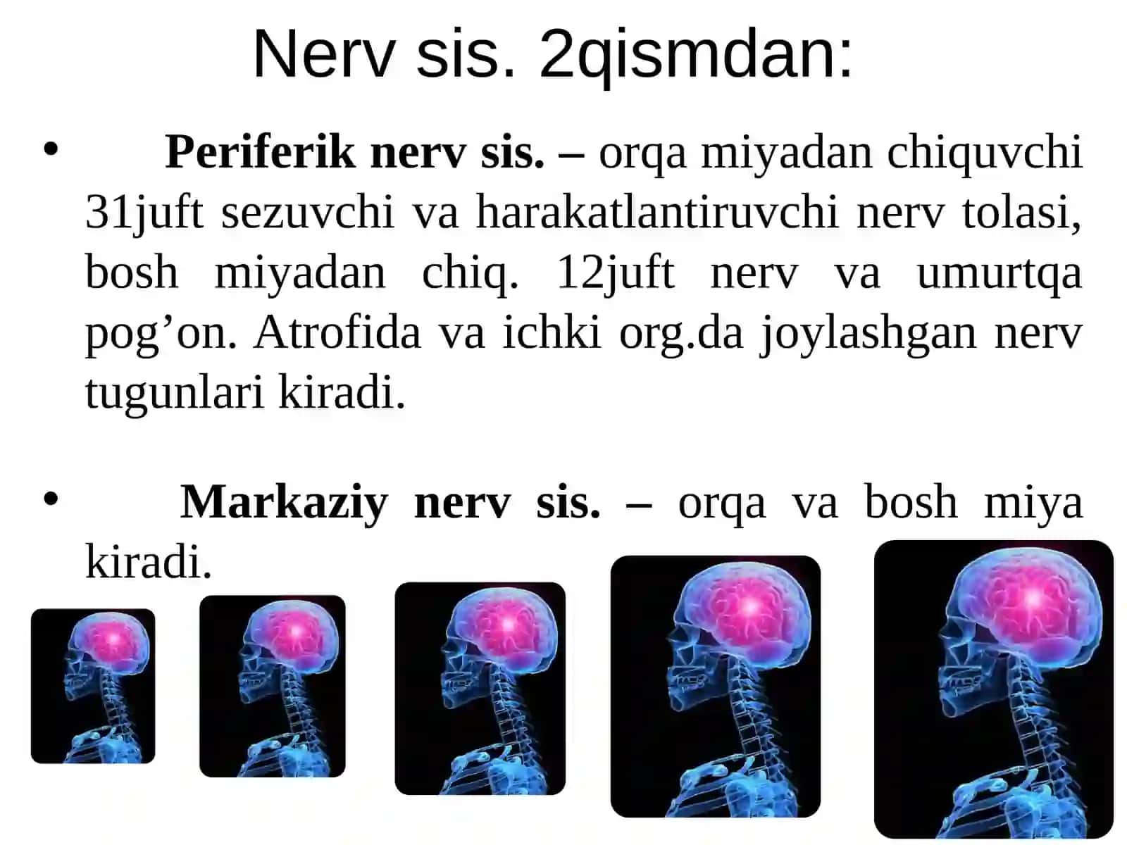 Nerv   sistemasi 3