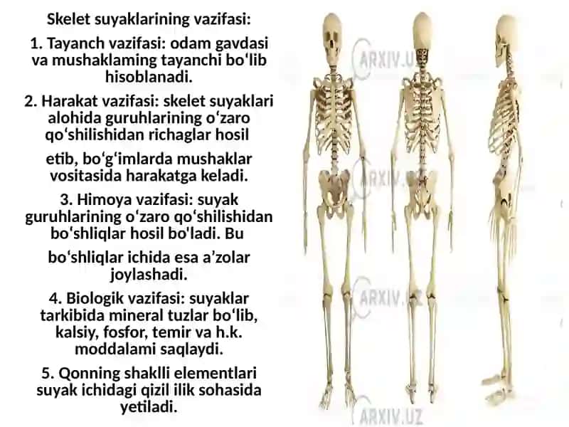 Odam anatomiyasi 3