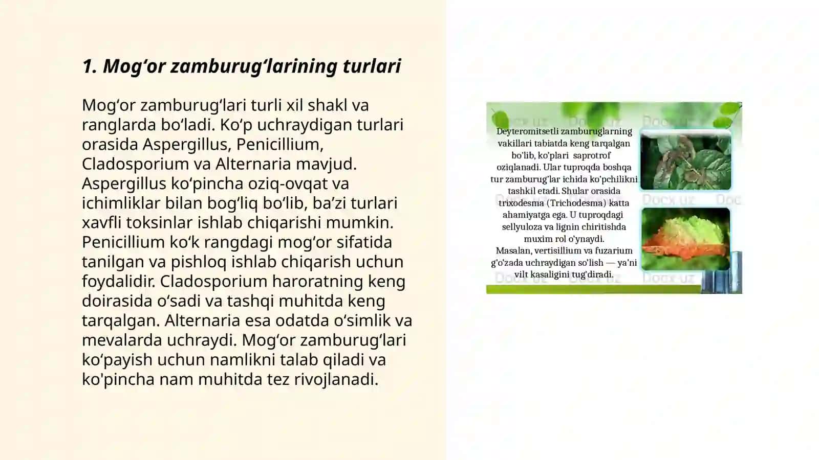 Mogʻor zamburugʻlari. Achitqilari 3