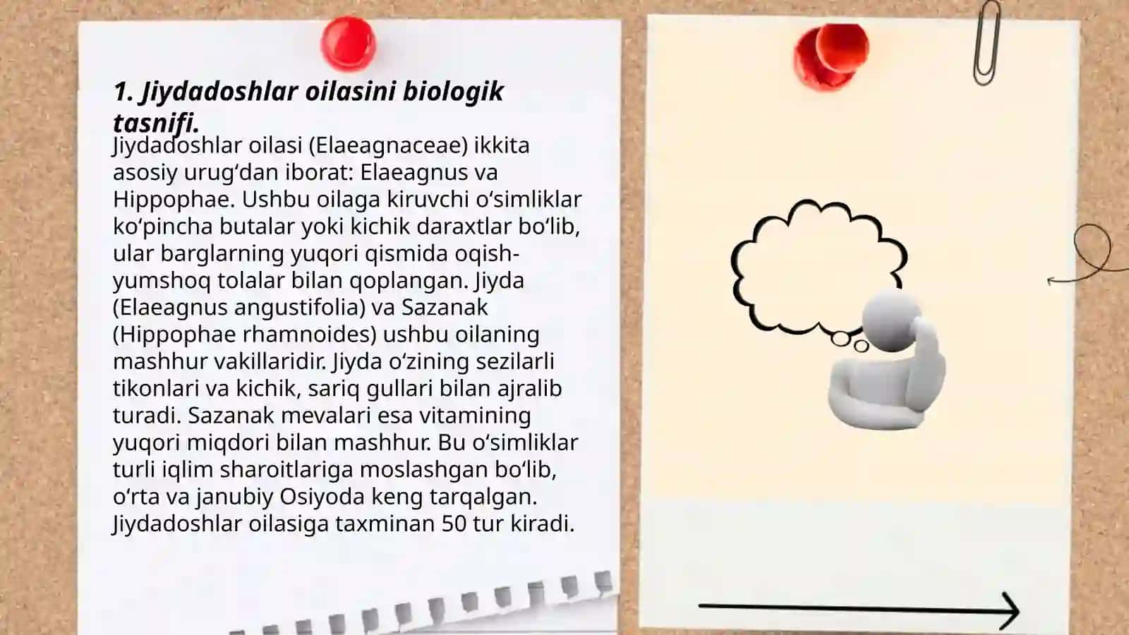 Jiydadoshlar oilasining asosiy turkum va turlari 3