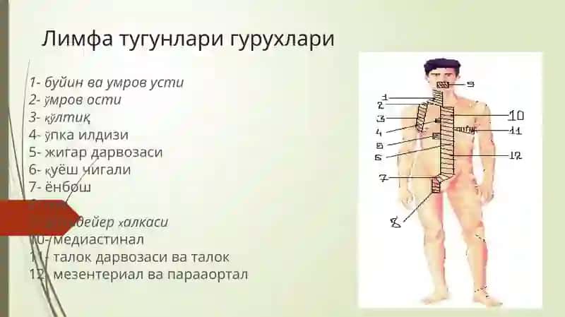 Лимфомалар\ Limfomalar 3