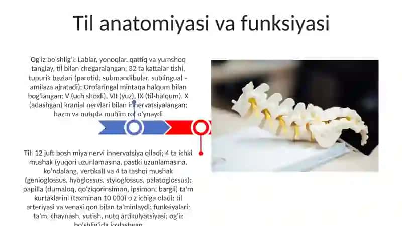 Oraliq miya va miyacha anatomiyasi va fiziologiyasi 3