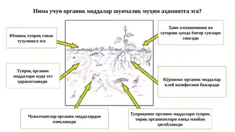 Органик сабзавот маҳсулотларини етиштириш учун озиқлантириш технологияси 3