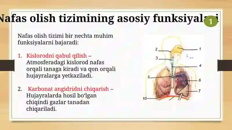 Nafas olish tizimi 3