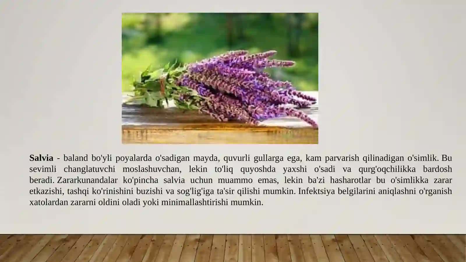 Mavrak (Salvia) 3