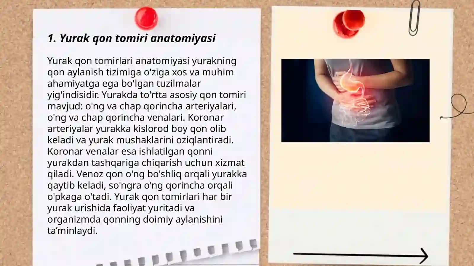 Yurak qon tomiri anatomiyasi 3