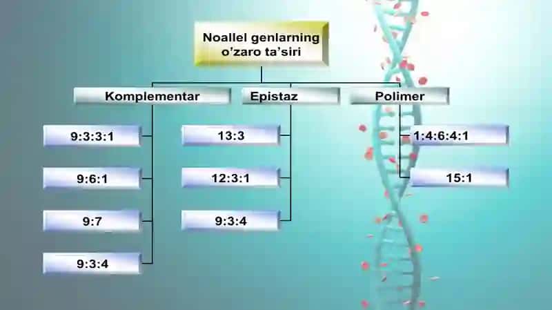 Noallel genlarning o`zaro ta`siri 3