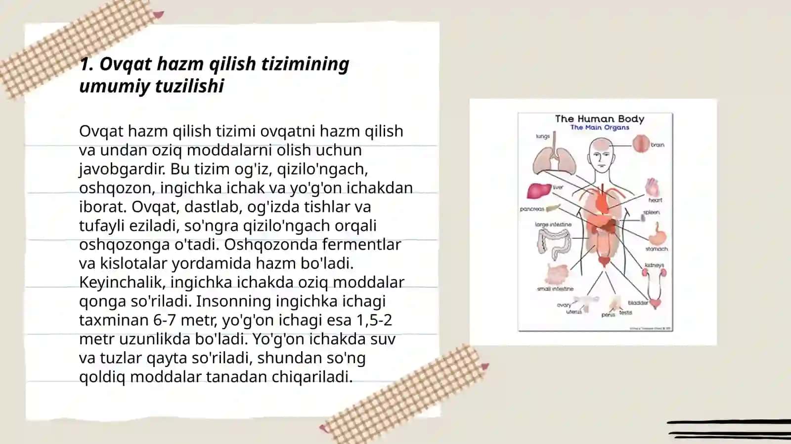 Ovqat hazim qilish a'zolarining tuzilish va fiziologiyasi 3