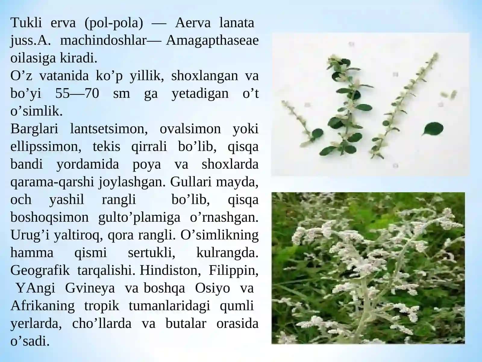 DORIVOR O‘SIMLIKLARNI YETISHTIRISH VA PARVARISHLASH AGROTEXNIKASI 3