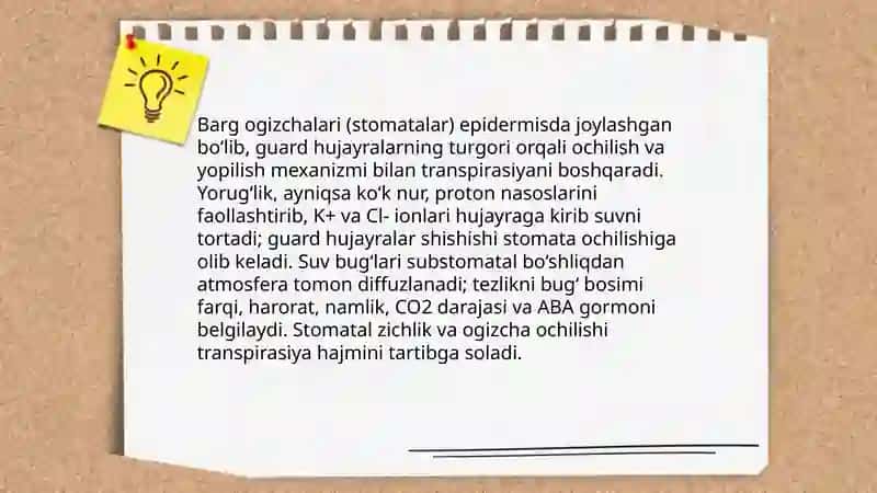 Barg ogizchalari va kutikula orqali boladigan transpiratsiya 3