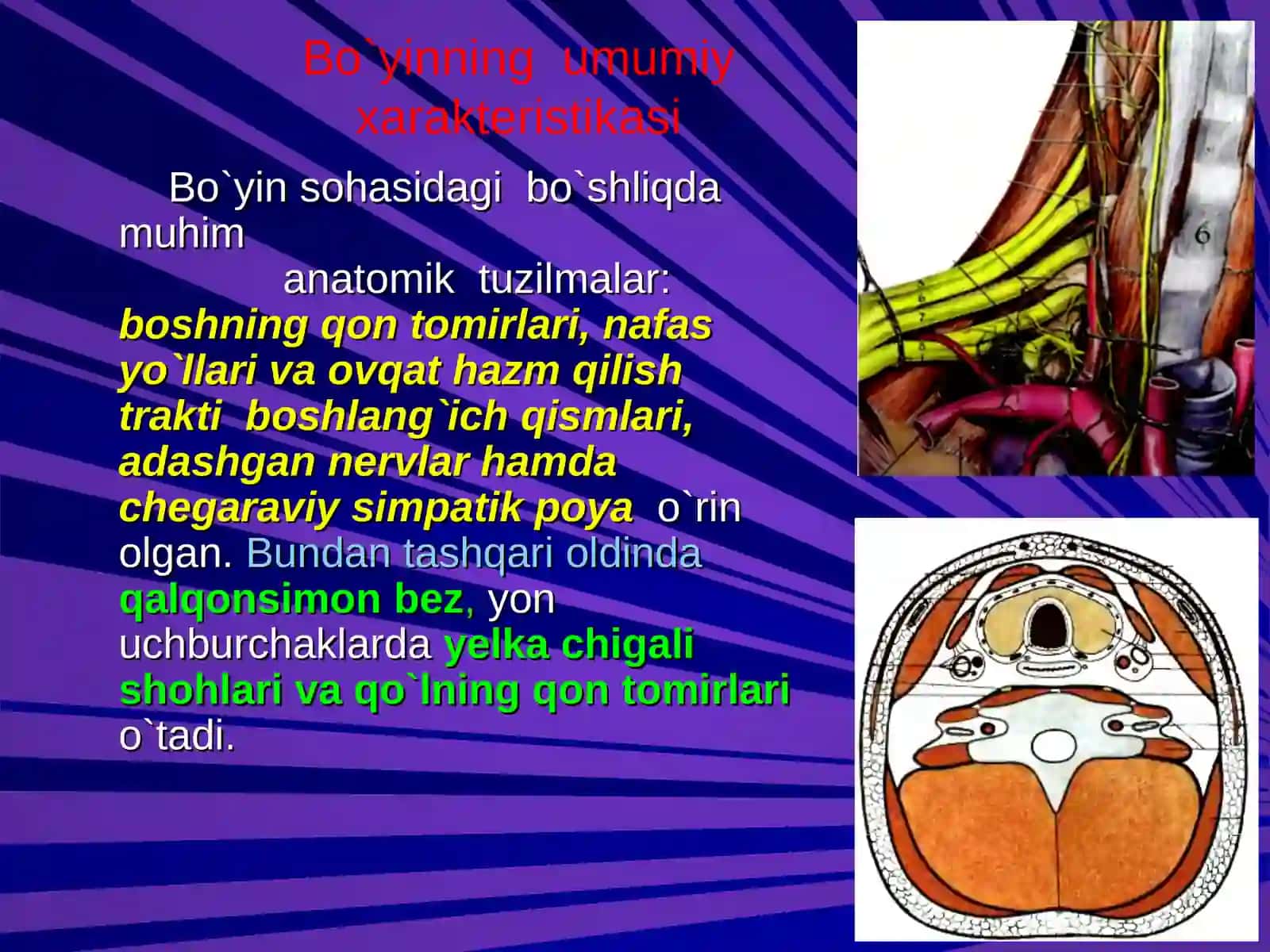 BO`YIN SOHASINING KLINIK ANATOMIYASI VA ОPERATIV JARROHLIK ТEXNOLOGIYASI 3