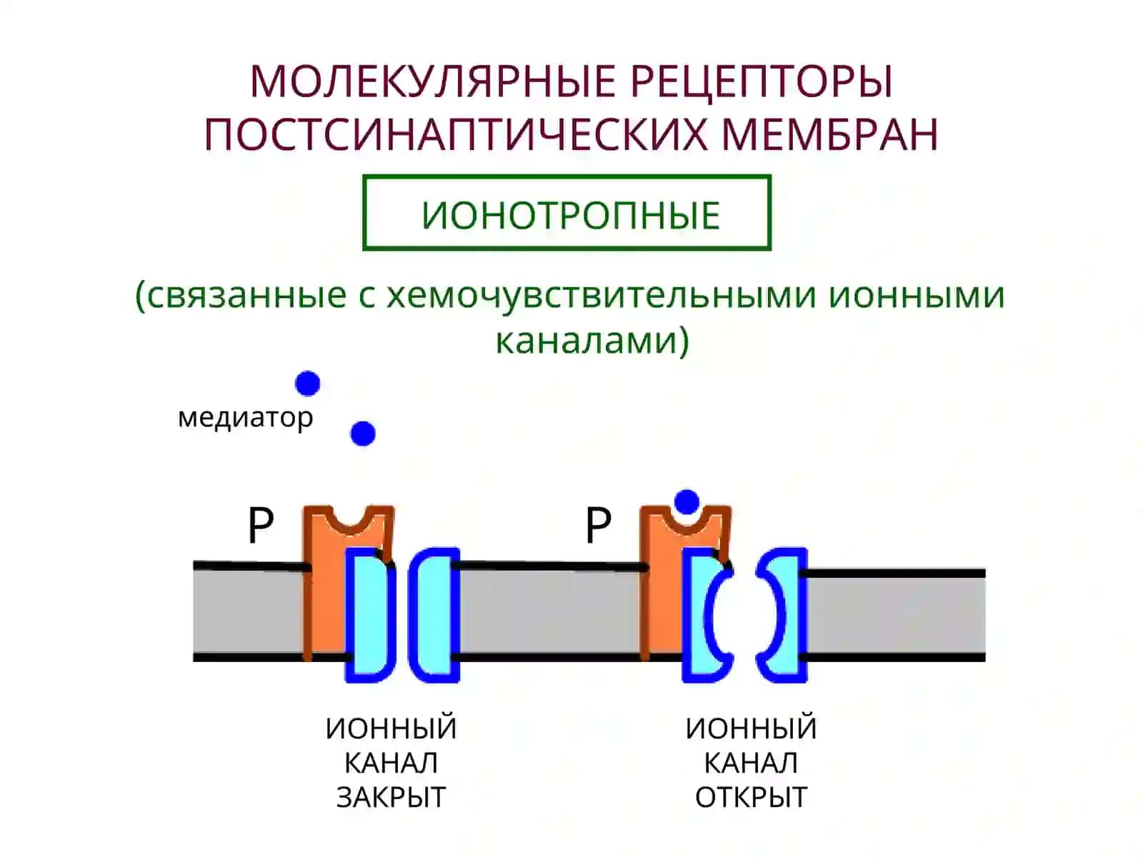 НЕЙРОМЕДИАТОРЫ 3