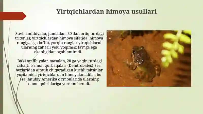 Amfibiyalar sinfining o'ziga xos etologik hususiyatlari 3