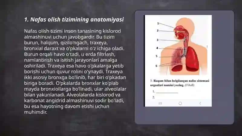 Nafas olish tizimi.Hiqildoq va uning tuzulishi 3