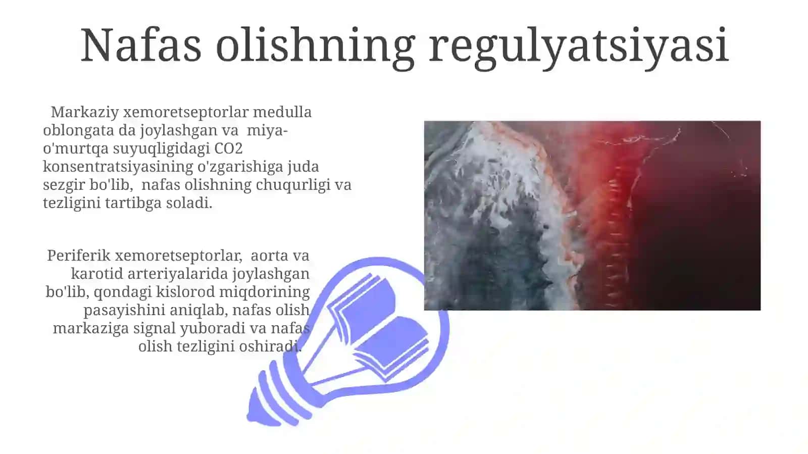 Nafas olish tizimining fiziologiyasi 3