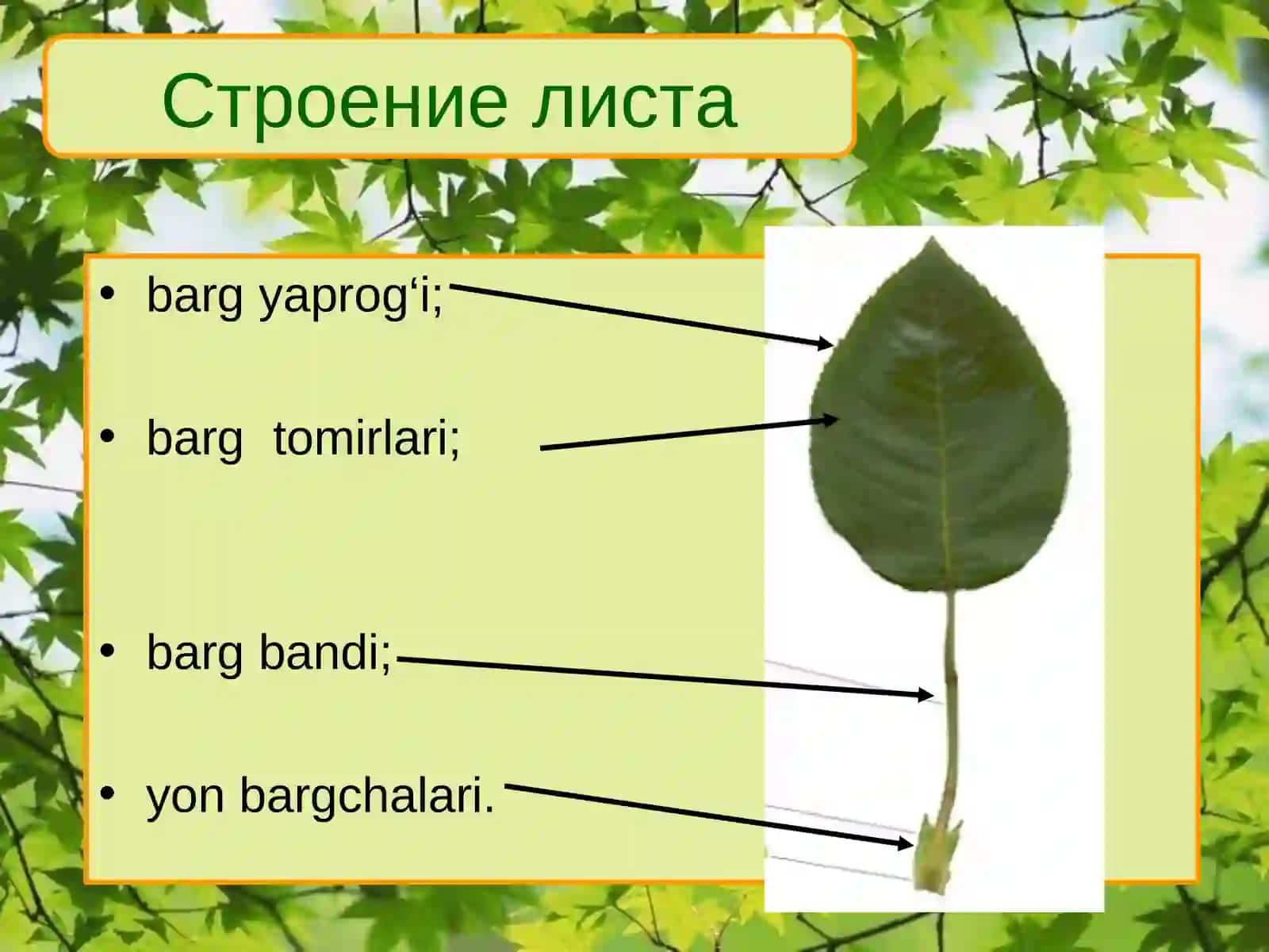 O`SIMLIKLARBARGLARNING TASHQI VA ICHKI TUZILISHI 3