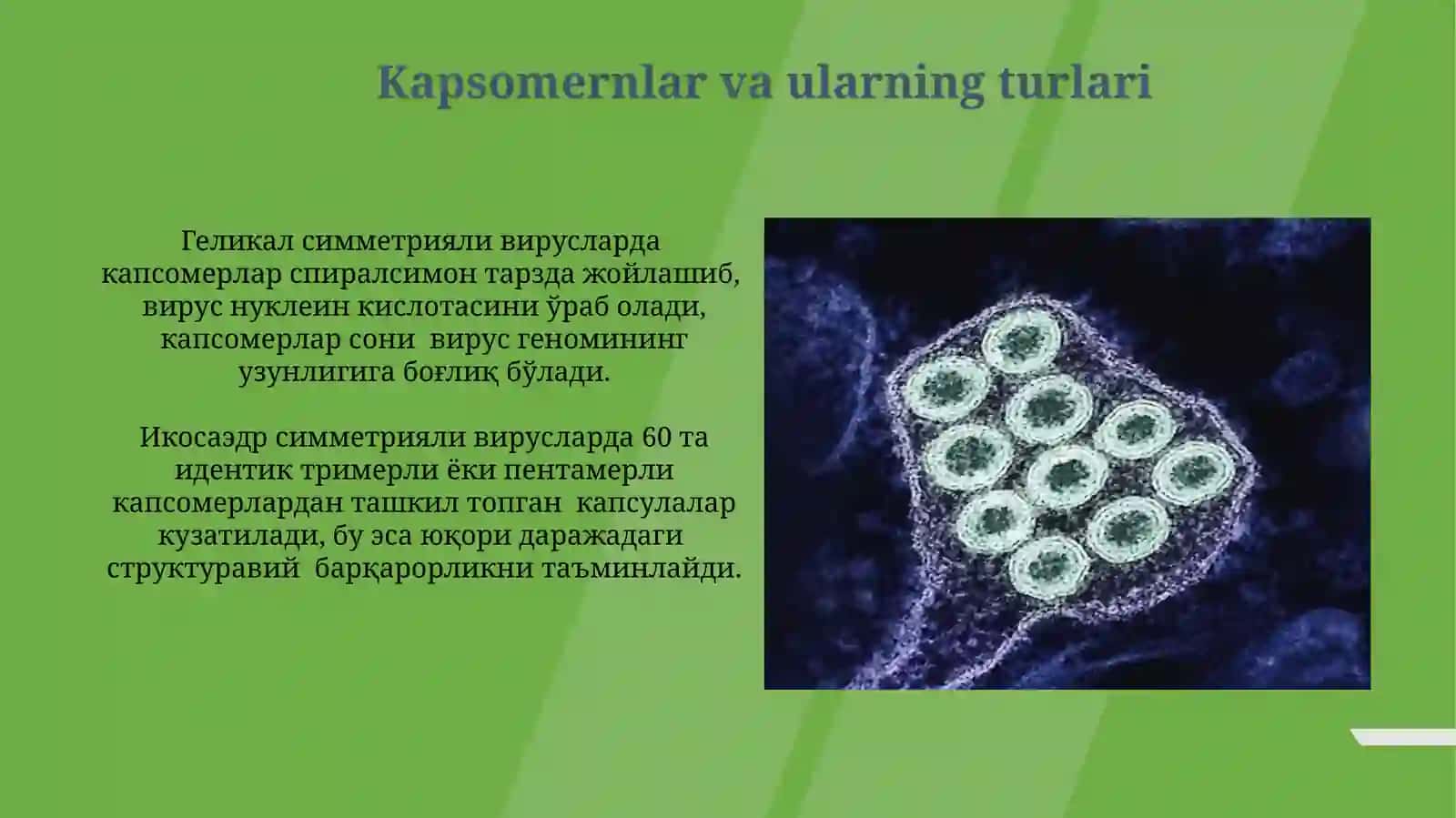 Viruslarning morfologiyasi va strukturasi 3