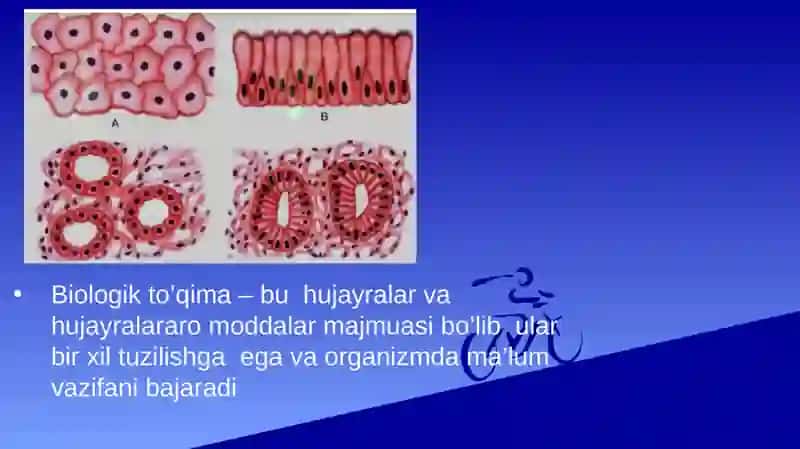 Biologik to’qimalar va qattiq jismlarning zichligini aniqlash 3