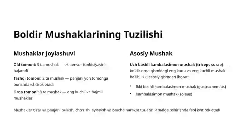 Boldir Mushaklari: Tuzilishi va Funktsiyasi 3
