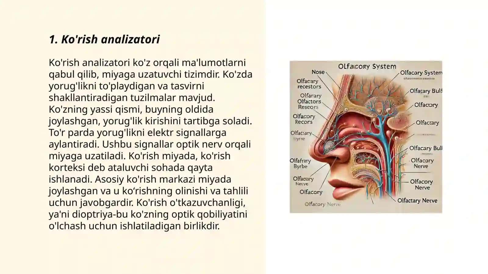 Sezgi organlar (analizatorlar) fiziologiyasi 3