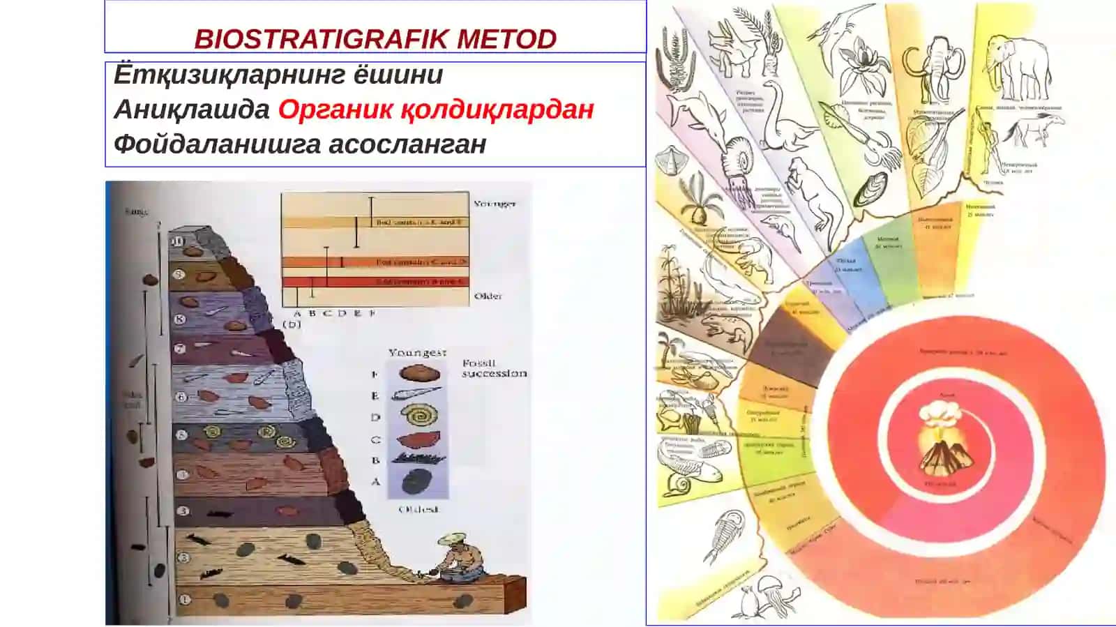 Stratigrafik metоdlar (uslublar): biоstratigrafik, litоlоgik, geоfizik va mutlоq yosh aniqlash uslublari 3