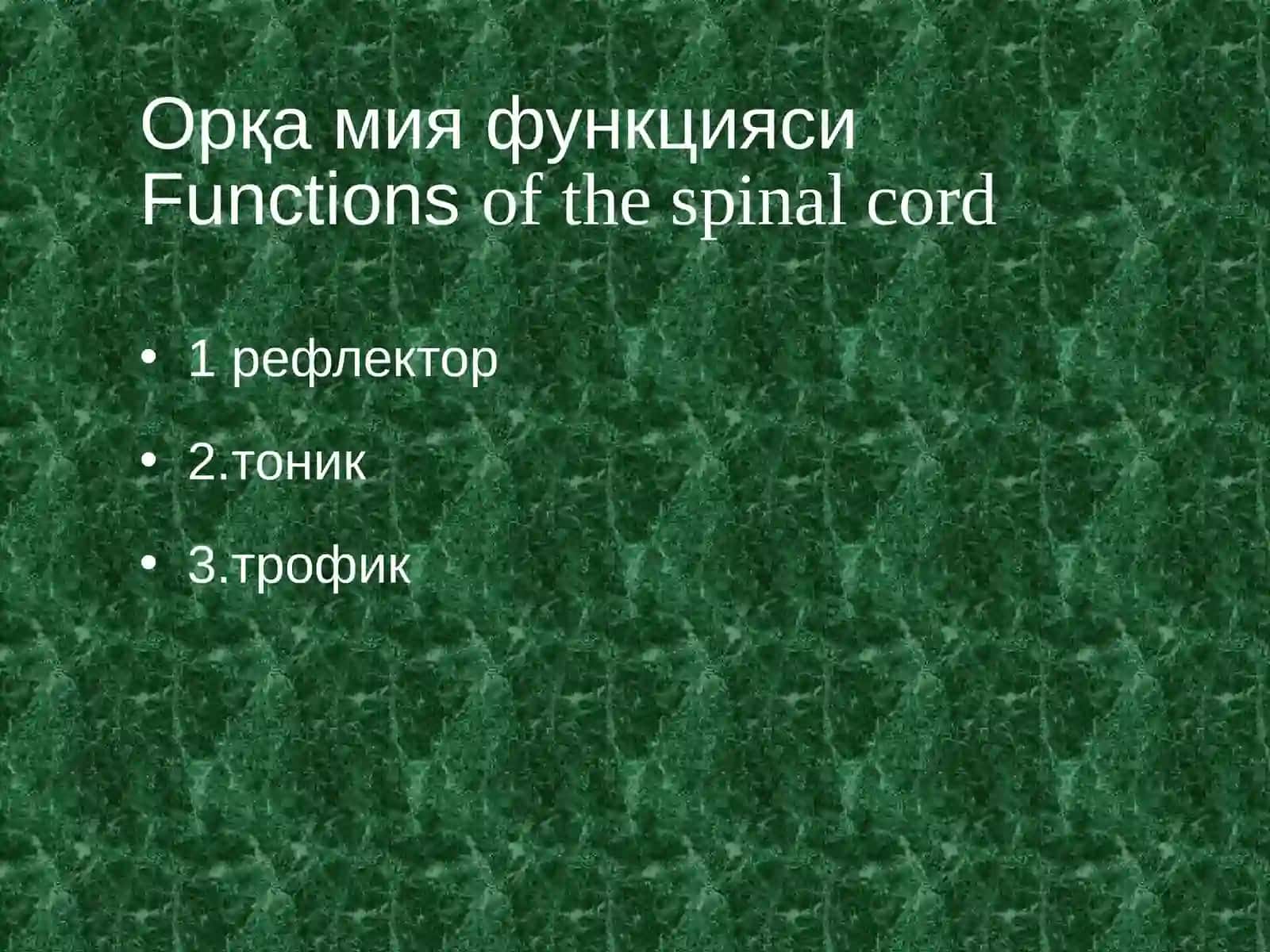 Orqa miyaning mileoarxitektonikasi 3