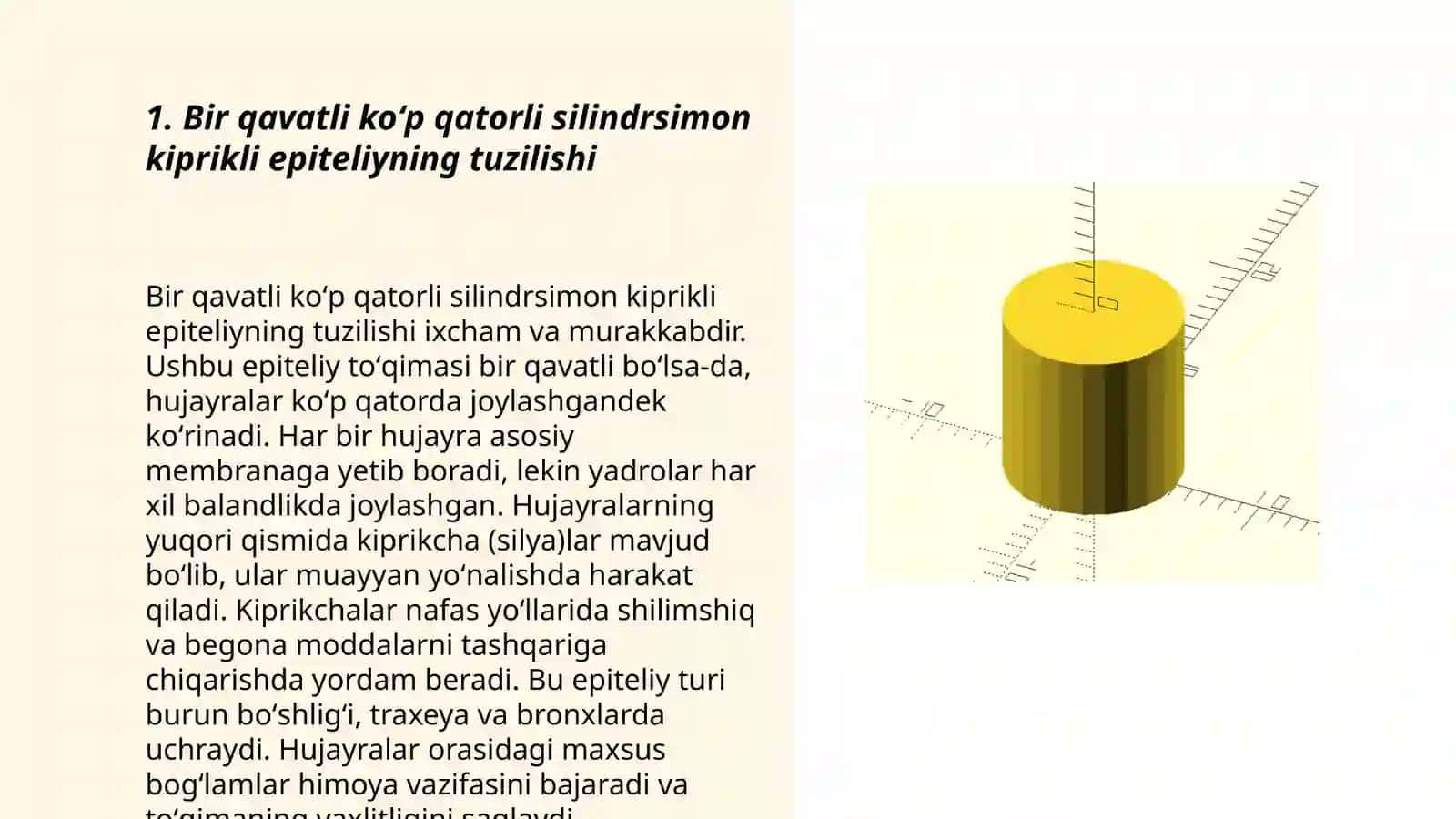Bir qavatli koʻp qatorli silindrsimon kiprikli epiteliyning tuzilishi 3