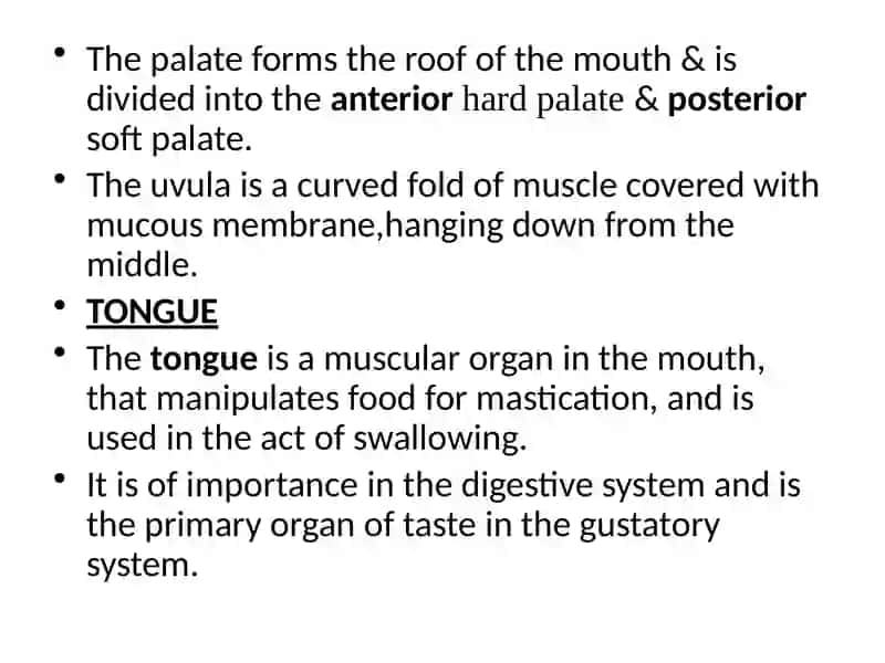 The digestive process (anatomy and physiology) 3