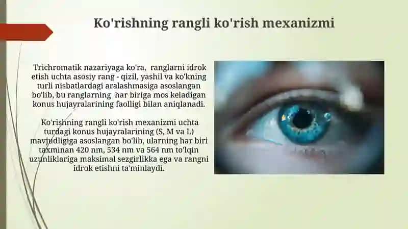 Koʻz optik sistema. Koʻzning spektral sezgirligi 3