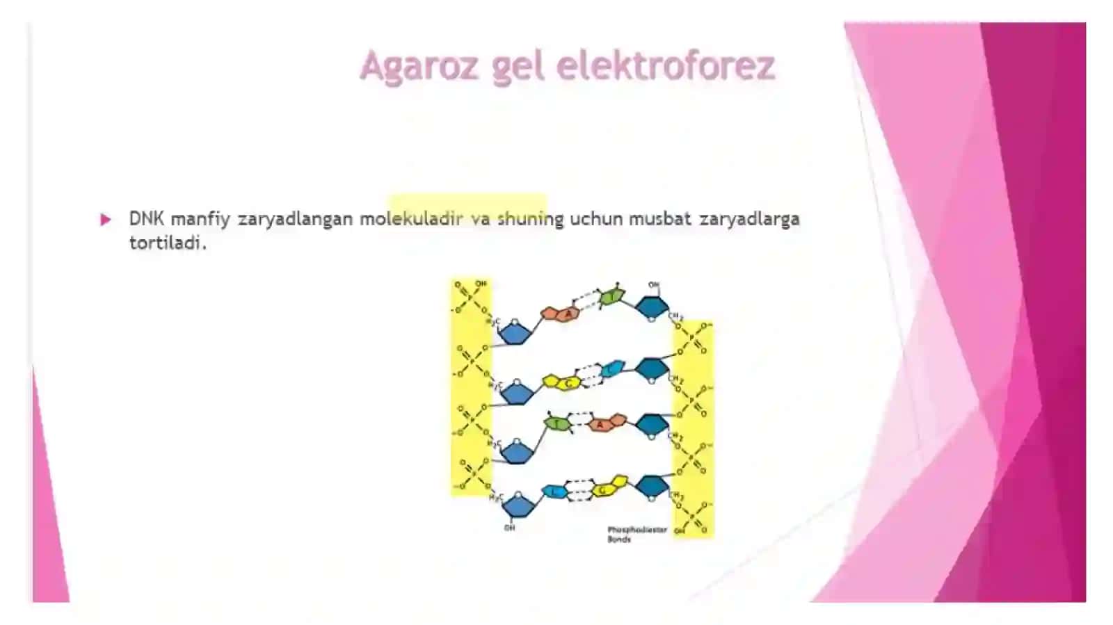 Rekombinat DNK olish texnologiyasi 3