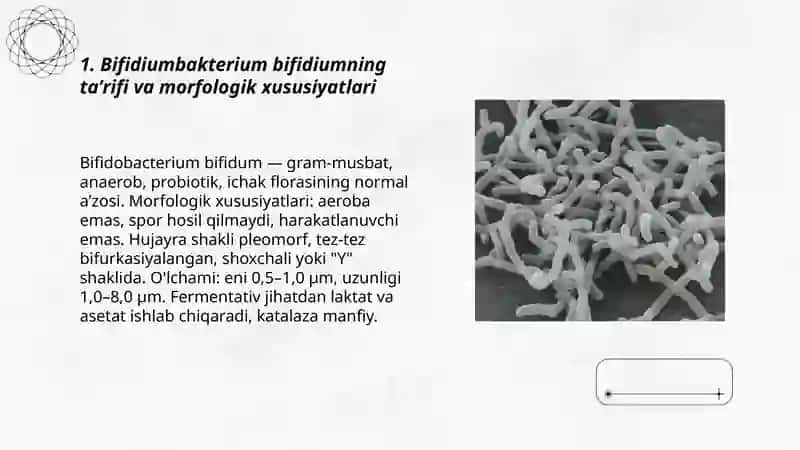 Bifidiumbakterium bifidium 3