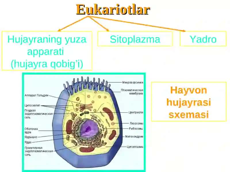 Tibbiy biologiya faniga kirish 3