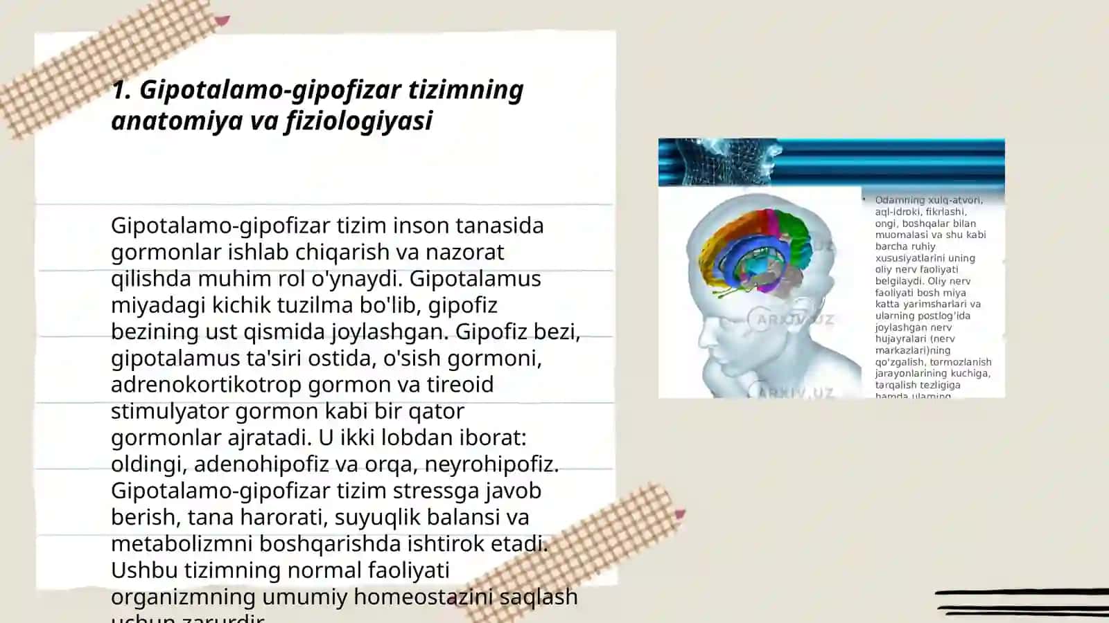 Gipotalamo Gipofizar tizim faoliyati va ahamiyati 3