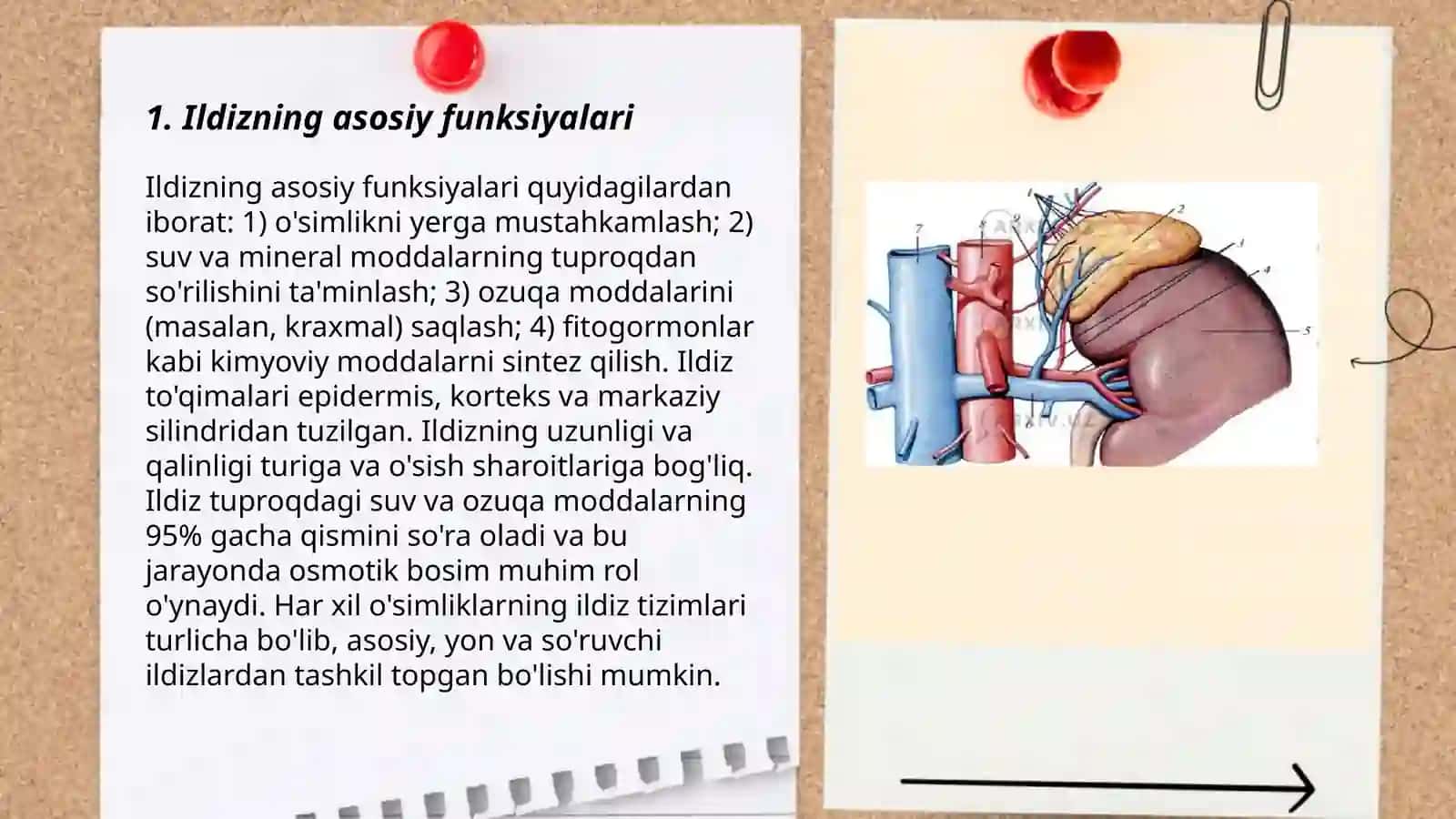 Ildiz tuzilishi, turlari 3