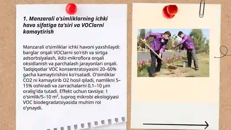 Manzarali oʻsimliklarning sanitar -gigiyenik ahamiyati 3