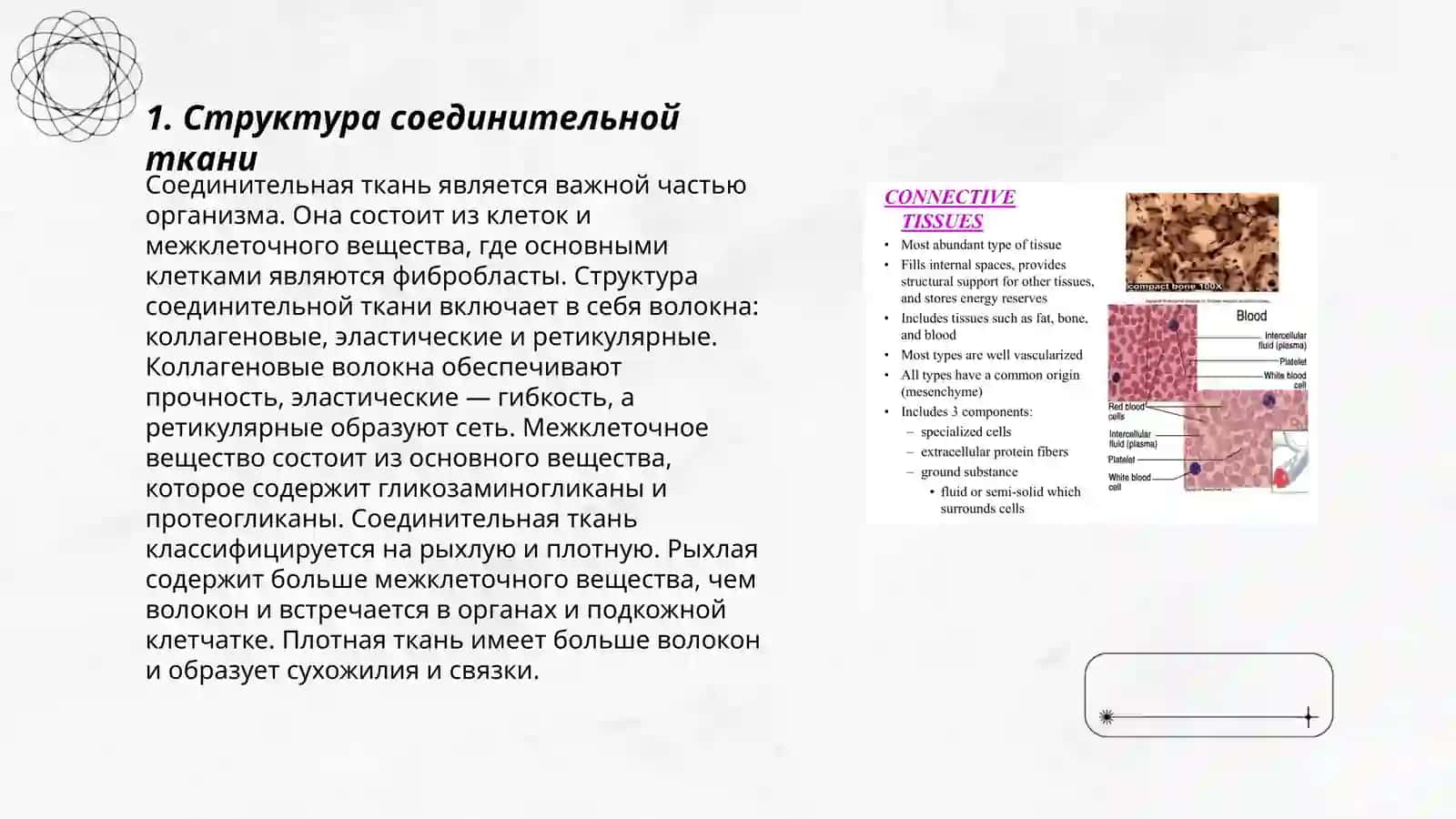 Соединительная ткань 3