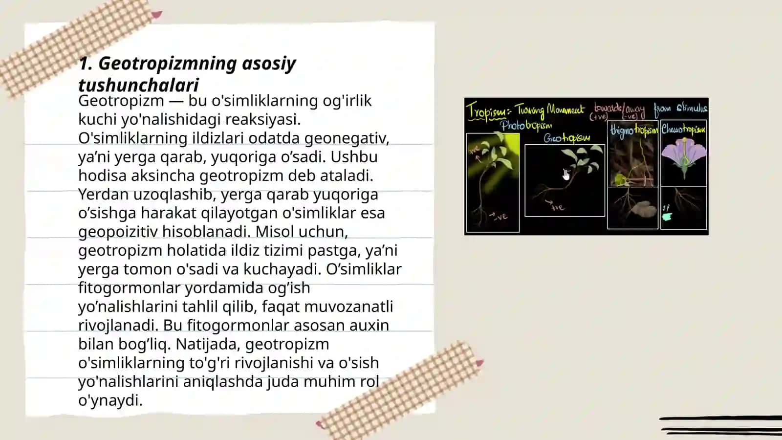 O'simliklarda geotropizm harakati 3