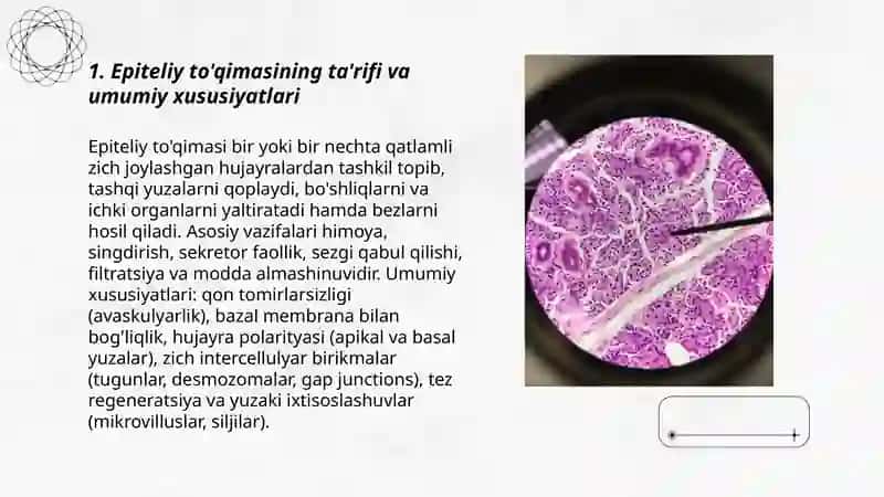 Epiteliy to'qimasi va uning tuzilishi 3