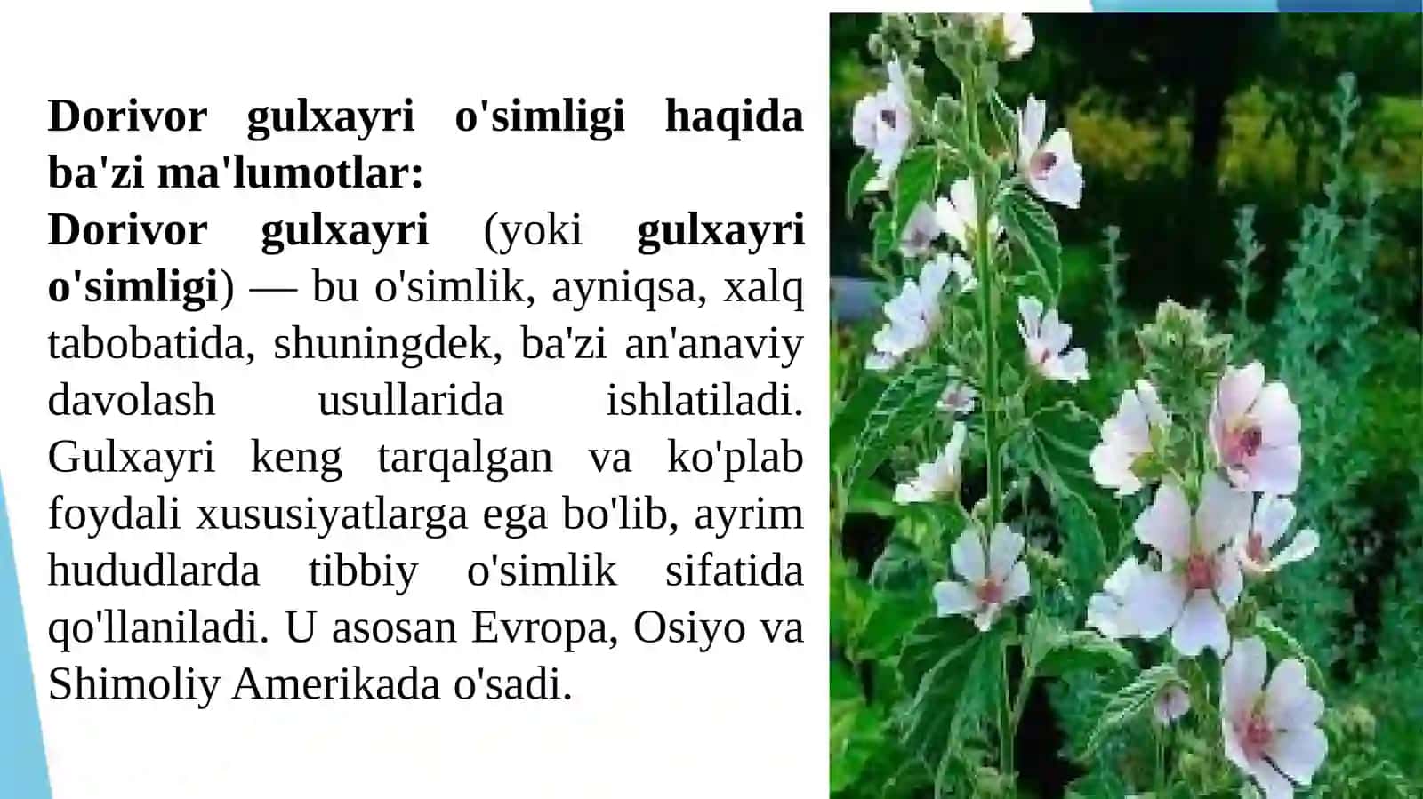 Dorivorgulxayrio'simligihaqidao'simlik 3
