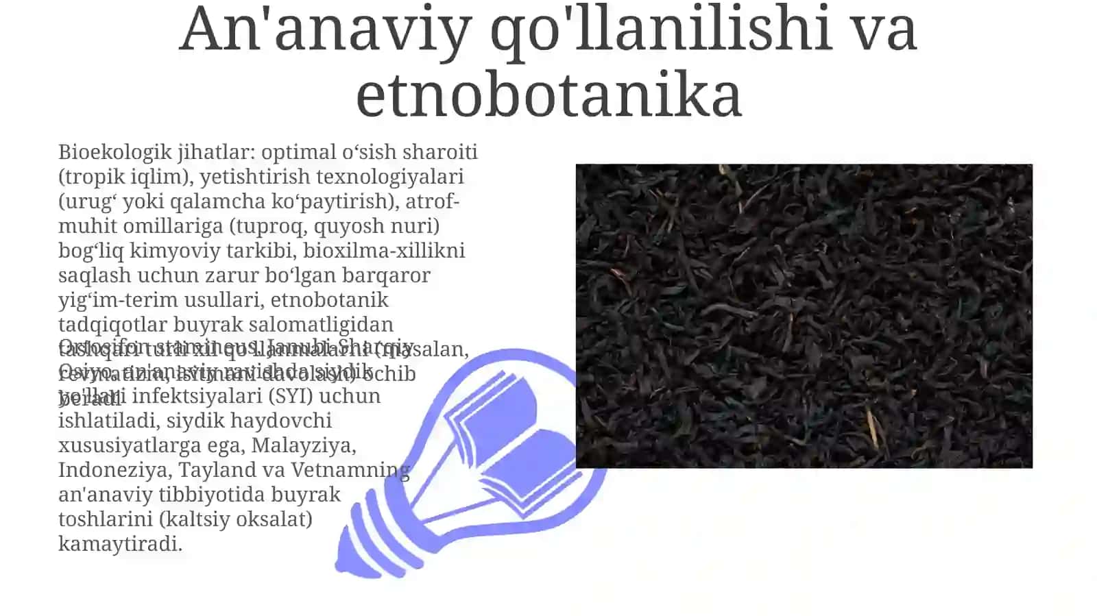 Buyrakchoyi(OrthosiphonstamineusBenth)bioekologik xususiyatlari va dorivorlik xususiyatlari 3
