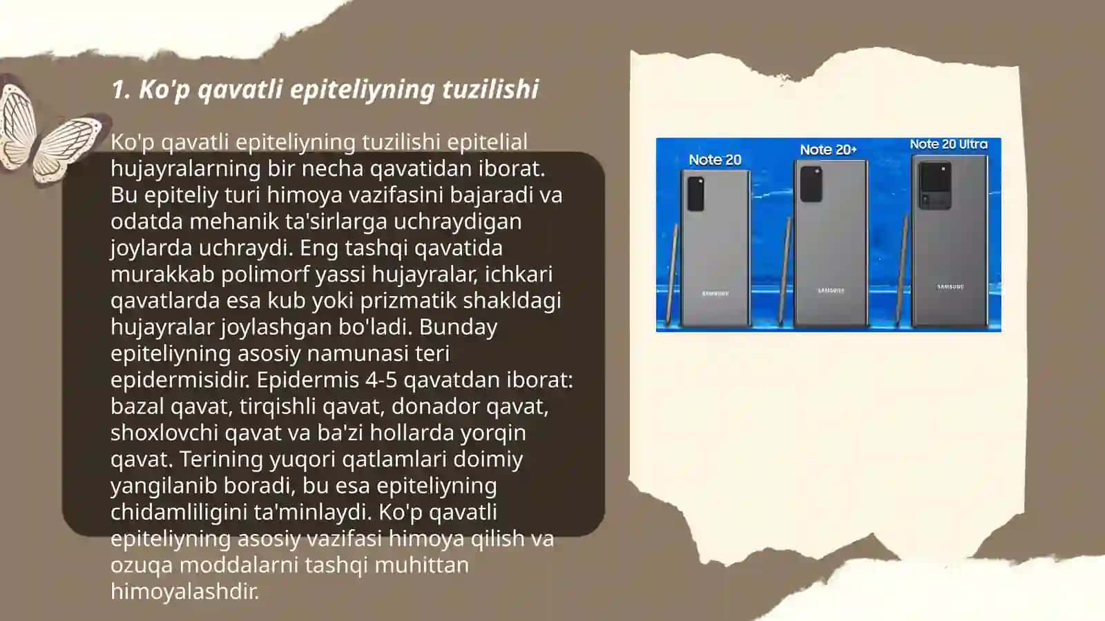 Ko'p qavatli muguzlanmaydigan yassi epiteliyning qavatlari 3