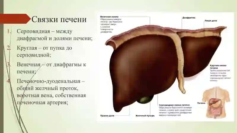 Резекции печени 3