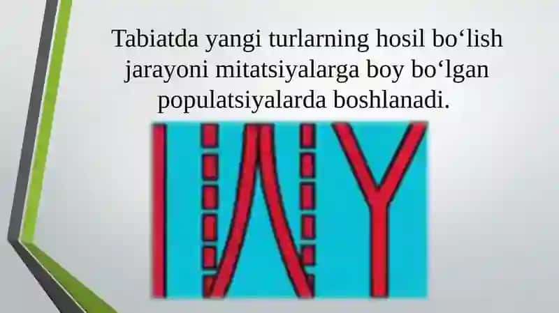 Turlarning paydo bo`lishi 3