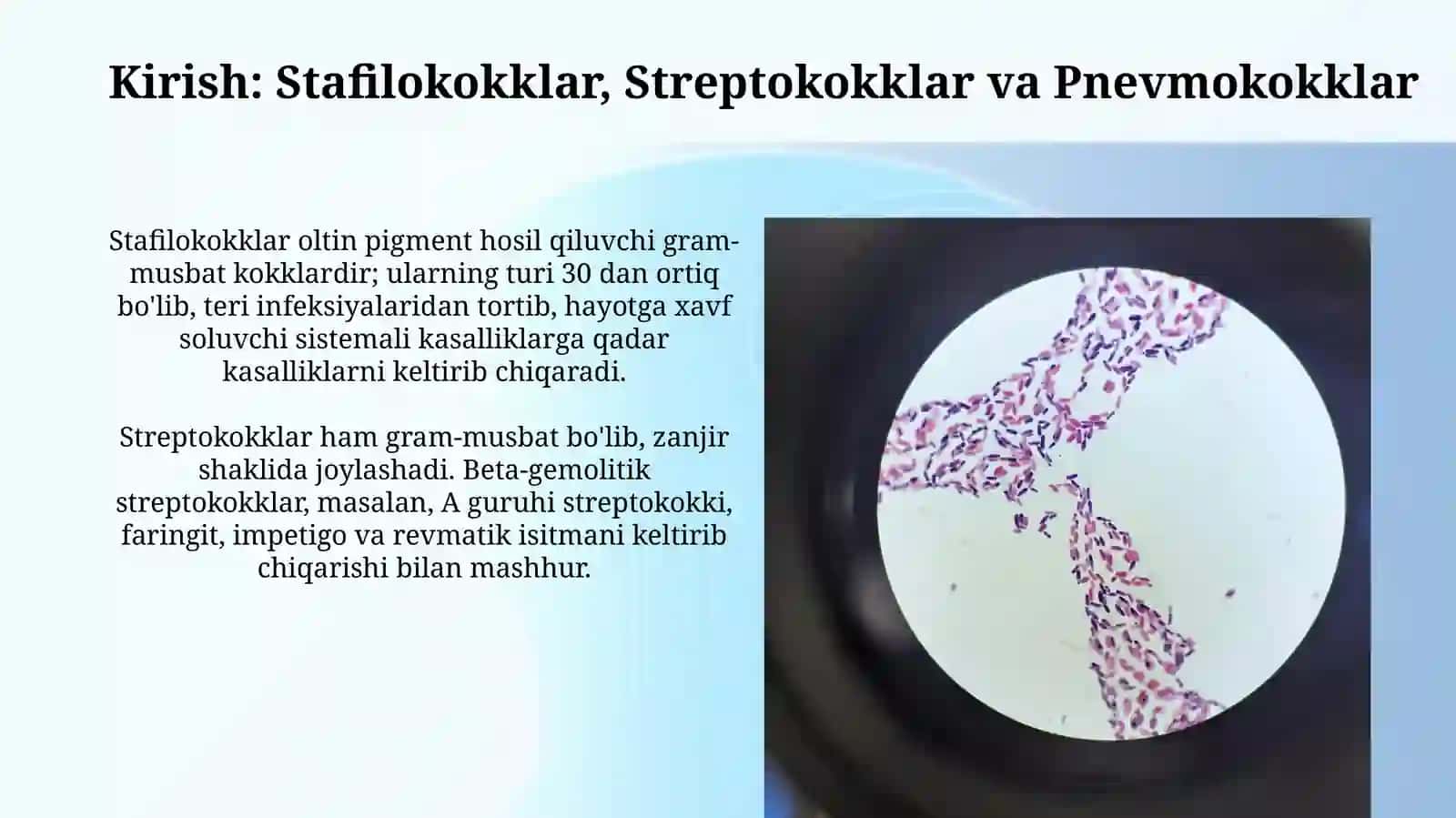 Stafilokokklar, Streptokokklar va Pnevmokokklar: Umumiy Tavsif va Klinik Ahamiyati 3