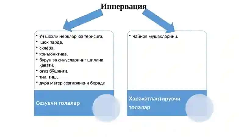 Учшохли нерв 3