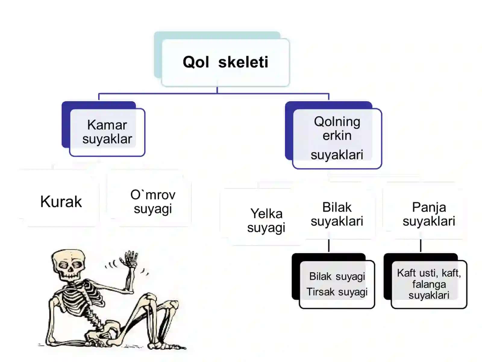 Gavda skeleti 3
